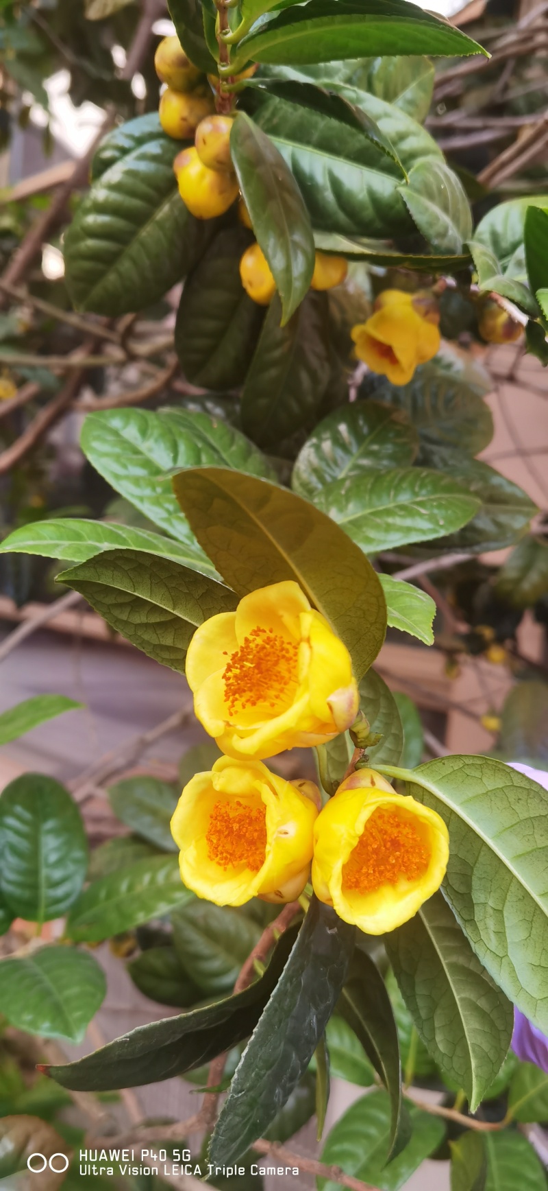 金茶花干花