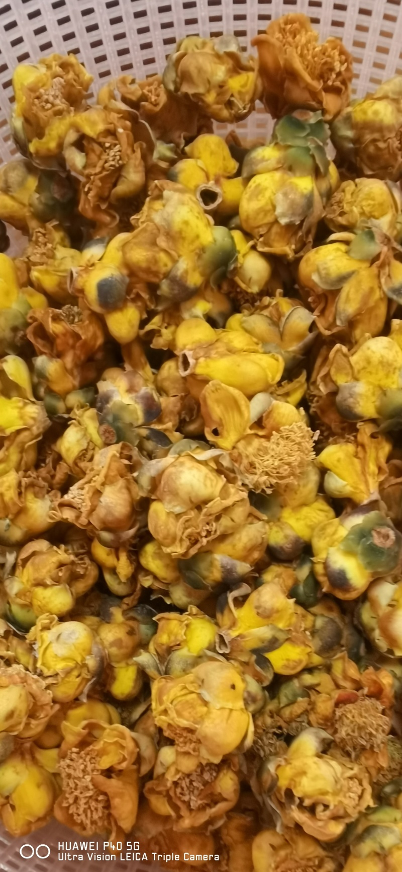 金茶花干花
