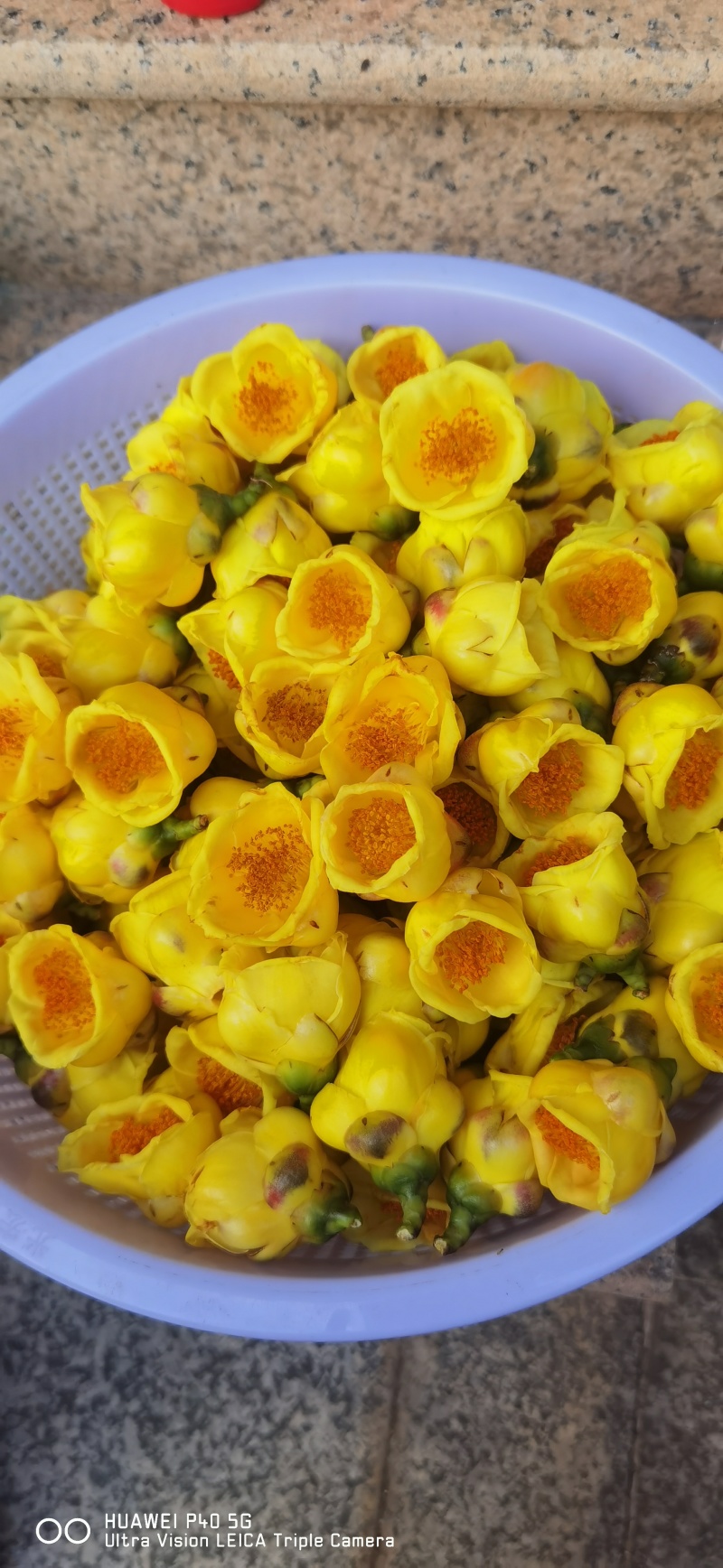 金茶花干花