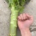成都莴笋