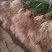 红根蒜苗已大量上市，质量优，价格实惠，欢迎全国各地客商前