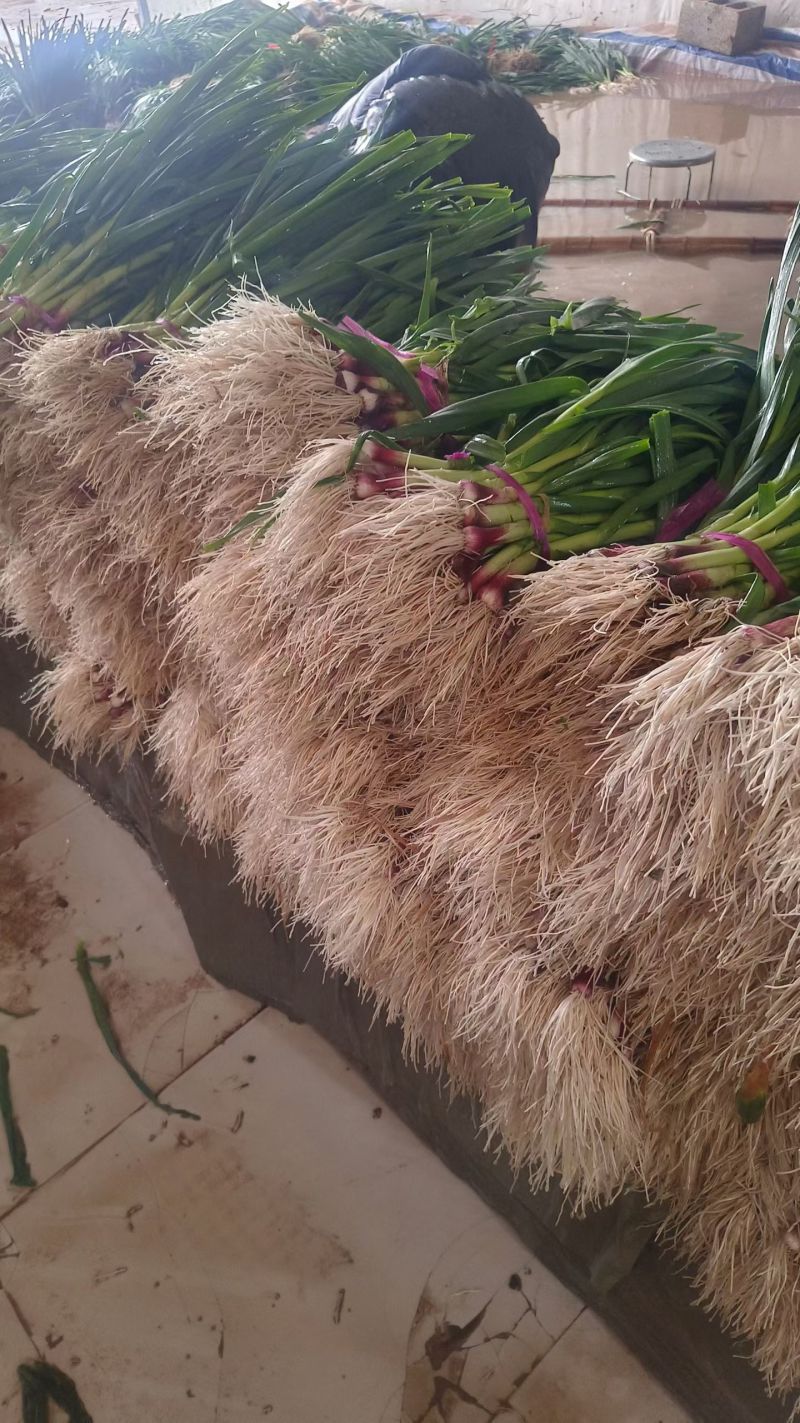 红根蒜苗已大量上市，质量优，价格实惠，欢迎全国各地客商前