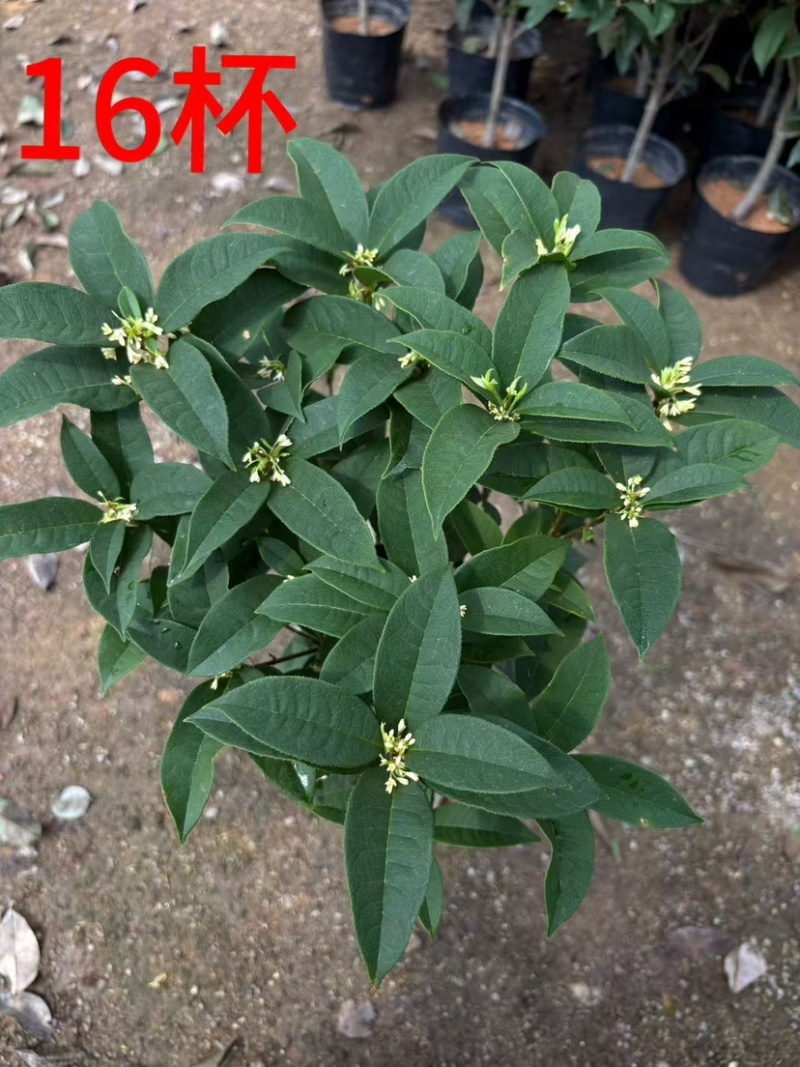 四季桂花叶片翠绿油亮月月桂一站式全程服务可对接全国
