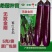 无敌金刚紫红长茄种子顺直美观果皮深紫红色中早熟紫茄子种籽