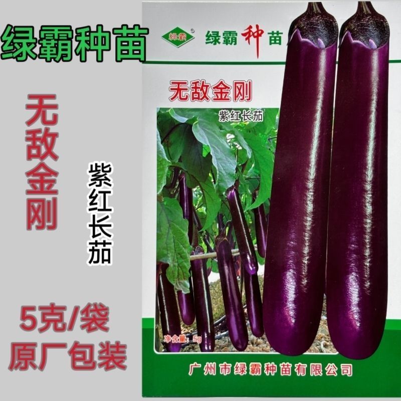 无敌金刚紫红长茄种子顺直美观果皮深紫红色中早熟紫茄子种籽