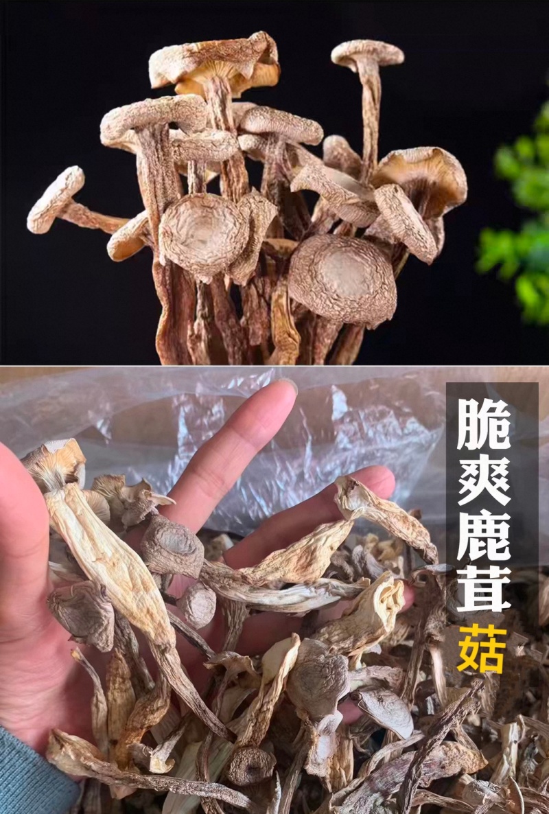 新品鹿茸菇干货10斤整件批发价鹿茸菇高品质脆菇特产鹿茸菇