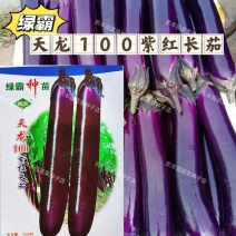 天龙100紫红长茄子种子大茄烧烤茄粗茄种籽春夏秋季蔬