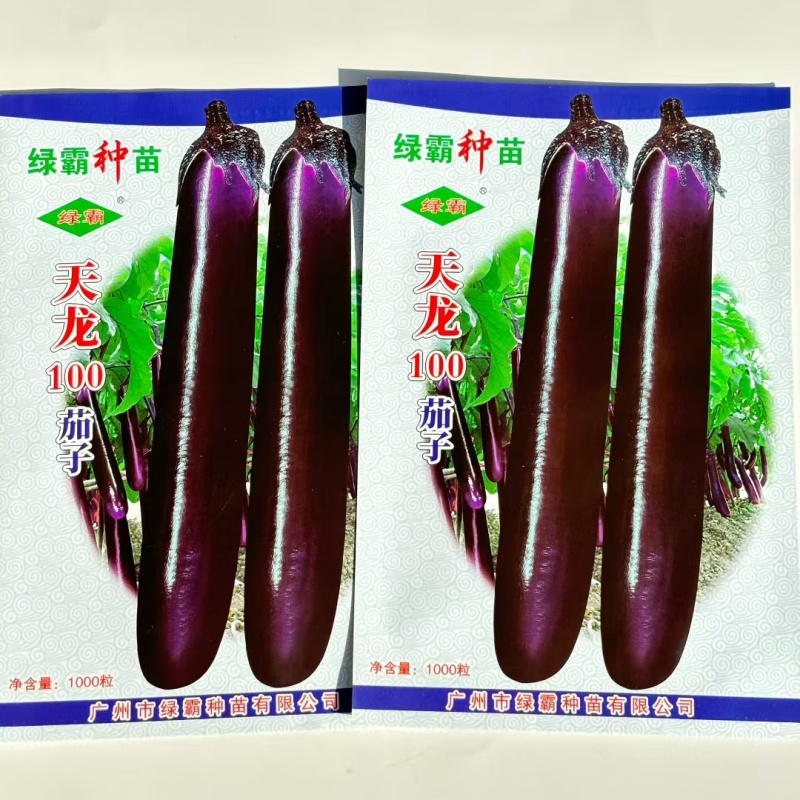 天龙100紫红长茄子种子大茄烧烤茄粗茄种籽春夏秋季蔬