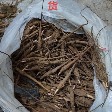 出售赤芍苗100万颗