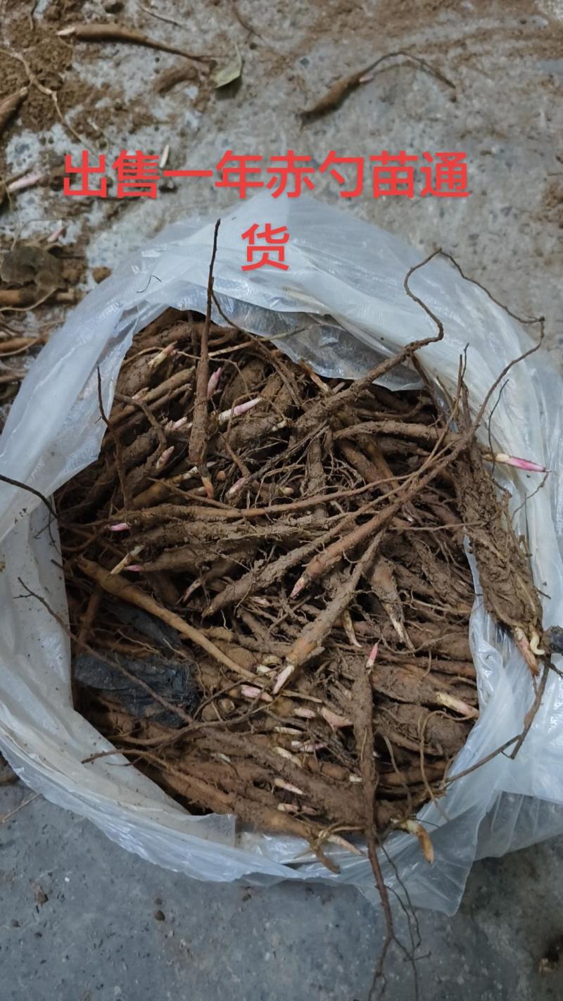 出售赤芍苗100万颗