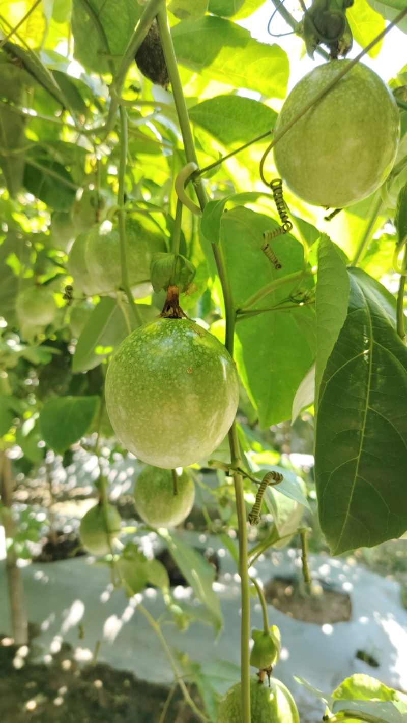 钦蜜百香果纯甜无酸大中小批发