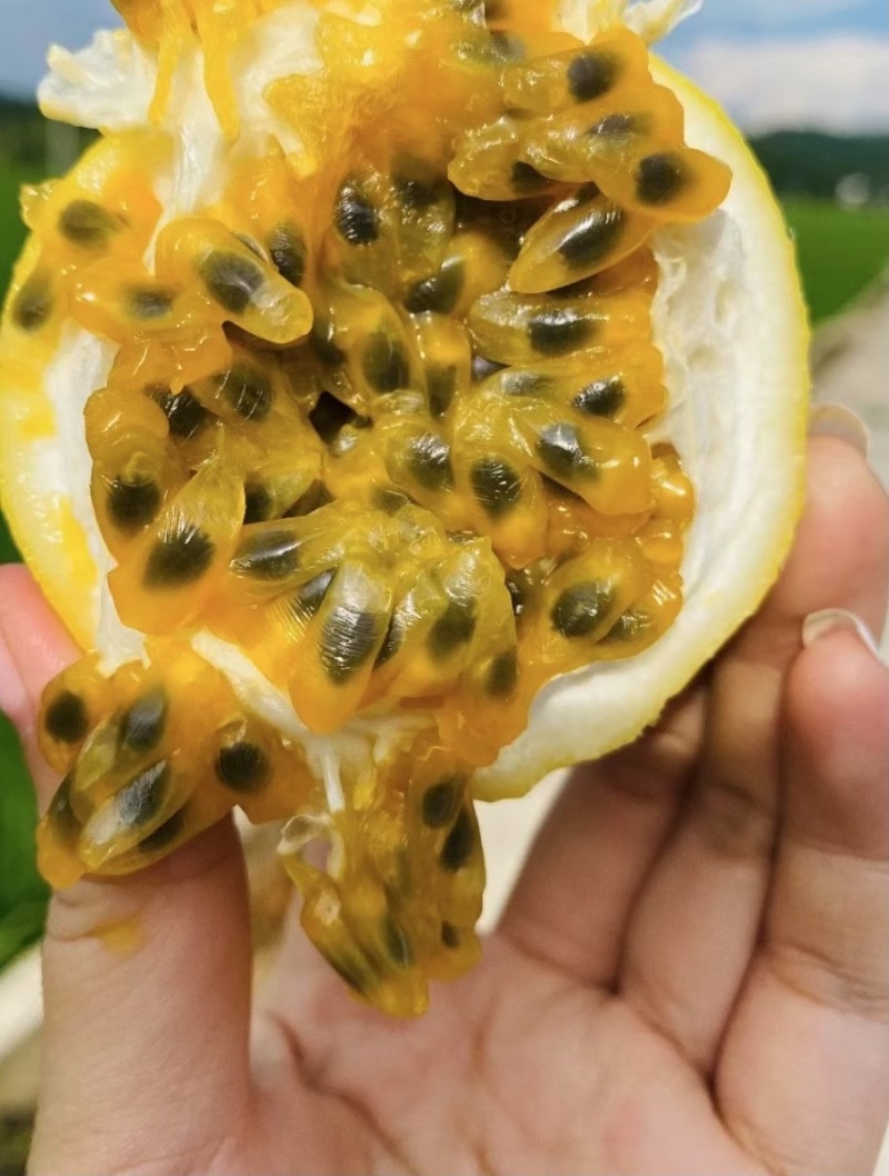 钦蜜百香果纯甜无酸大中小批发