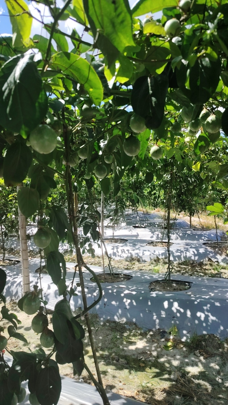 钦蜜百香果纯甜无酸大中小批发