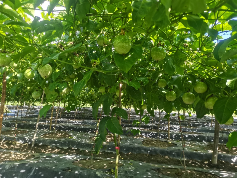 钦蜜百香果纯甜无酸大中小批发