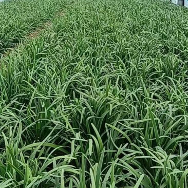 新年头刀韭菜。欢迎各位老板订购。
