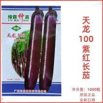 绿霸天龙100紫红长茄种子中晚熟茄子种籽春秋播种深紫红色