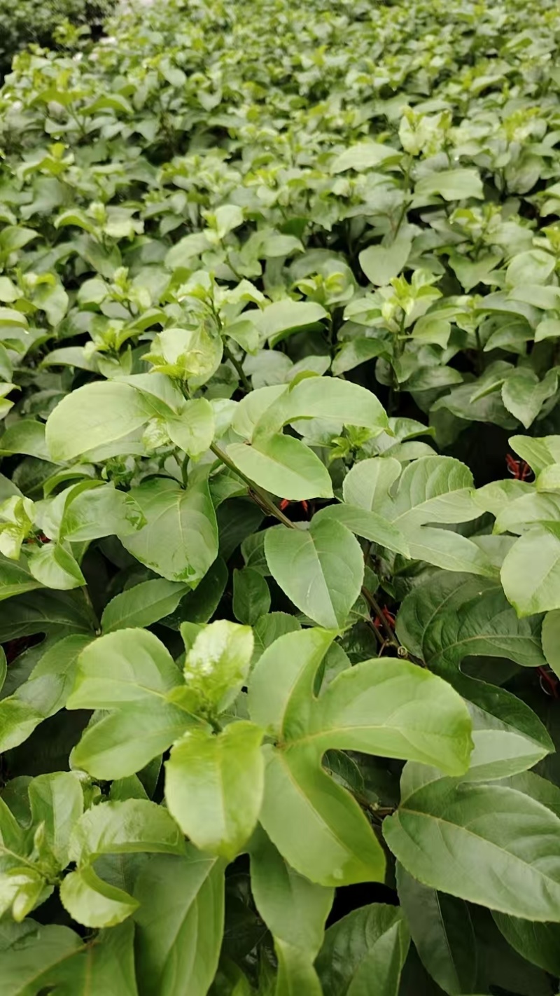 钦蜜百香果苗大苗小苗都有产地直发，品质保证，价钱实惠