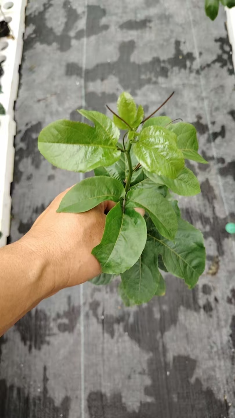 钦蜜百香果苗大苗小苗都有产地直发，品质保证，价钱实惠