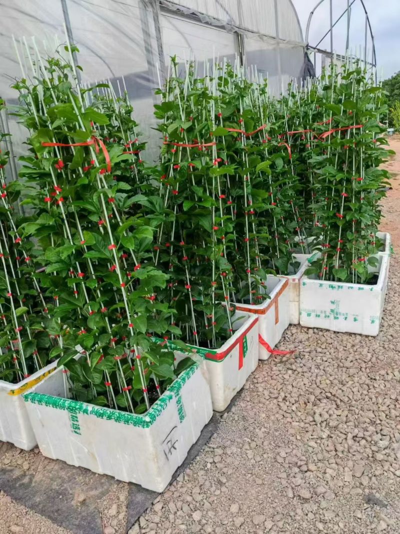 钦蜜百香果苗大苗小苗都有产地直发，品质保证，价钱实惠