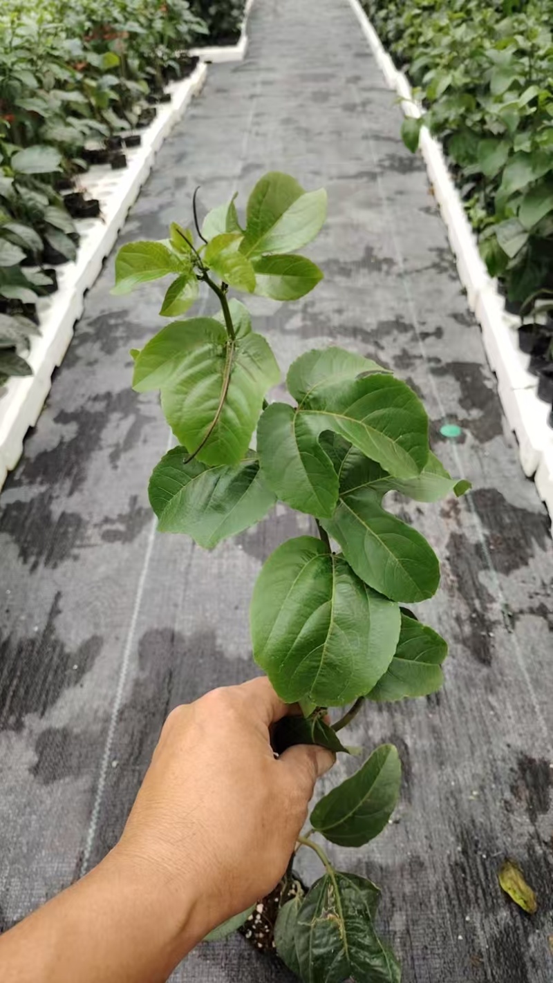 钦蜜百香果苗大苗小苗都有产地直发，品质保证，价钱实惠