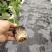 钦蜜百香果苗大苗小苗都有产地直发，品质保证，价钱实惠