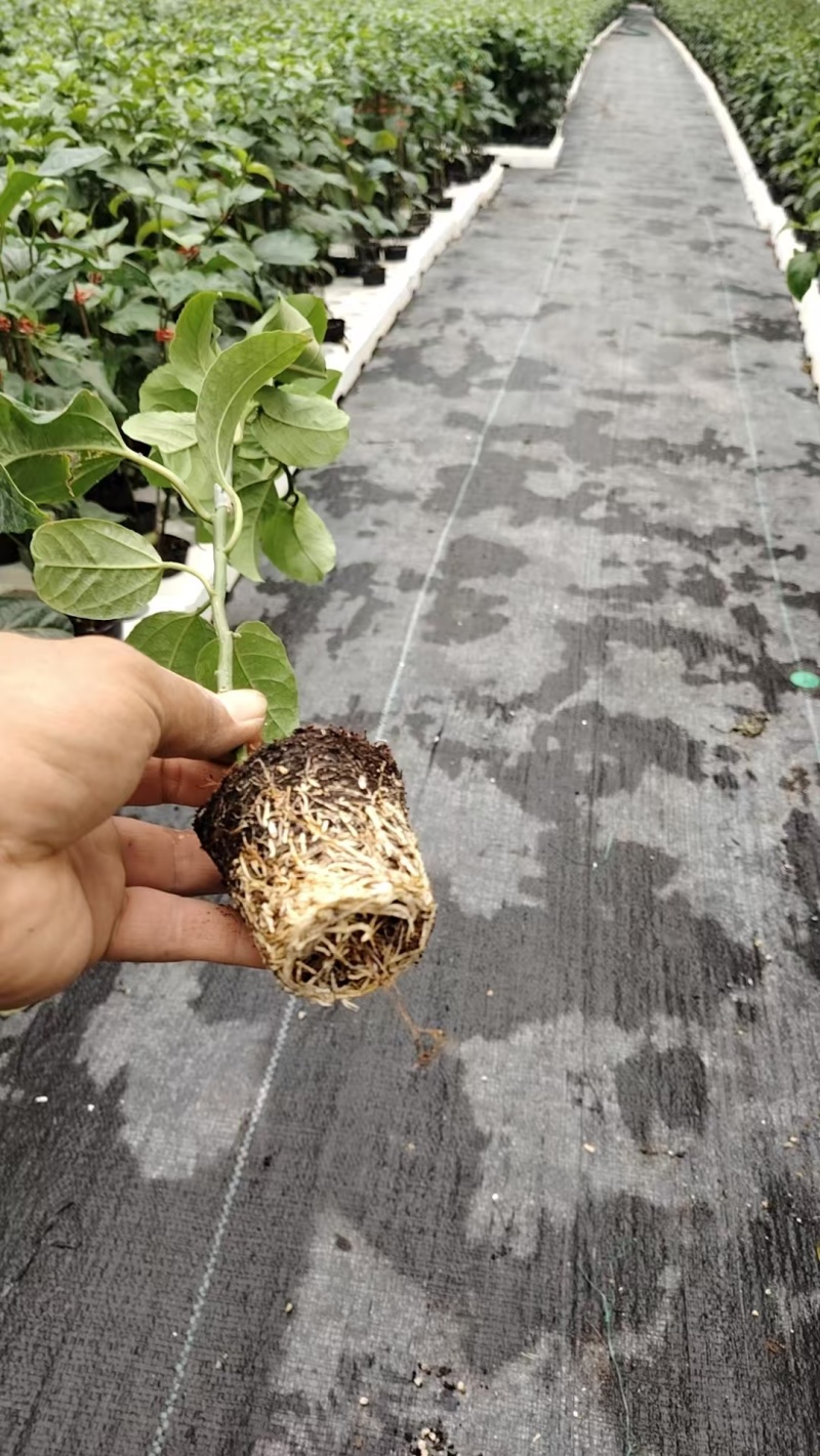 钦蜜百香果苗大苗小苗都有产地直发，品质保证，价钱实惠
