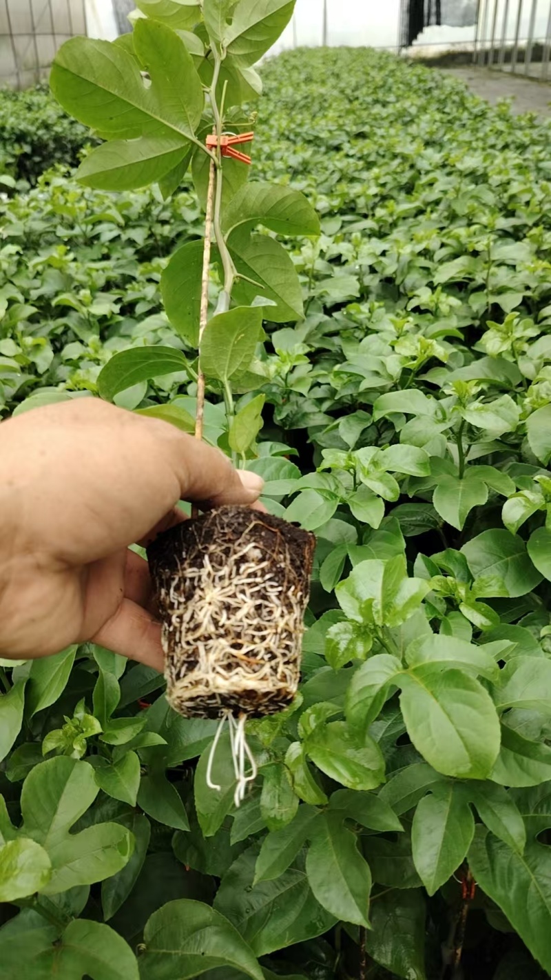 钦蜜百香果苗大苗小苗都有产地直发，品质保证，价钱实惠