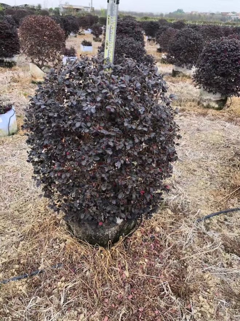 红继木大量低价清场