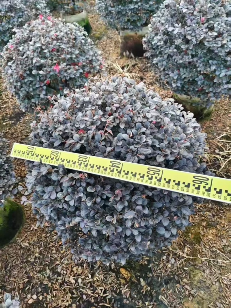 红继木大量低价清场