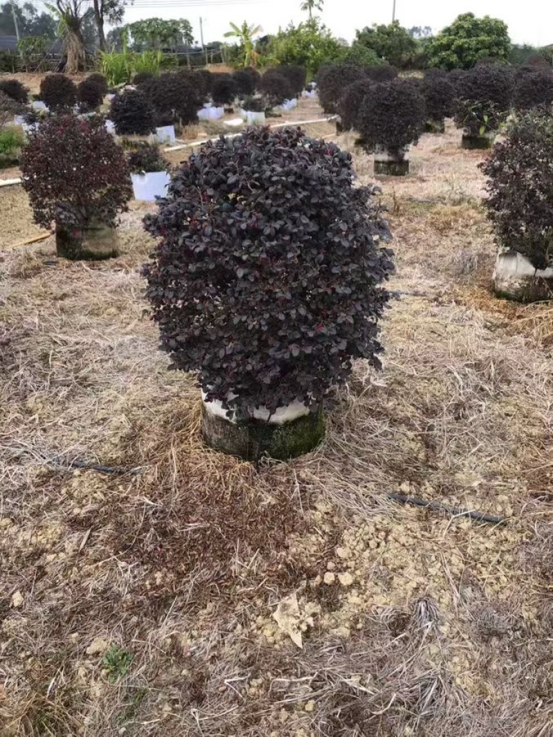 红继木大量低价清场