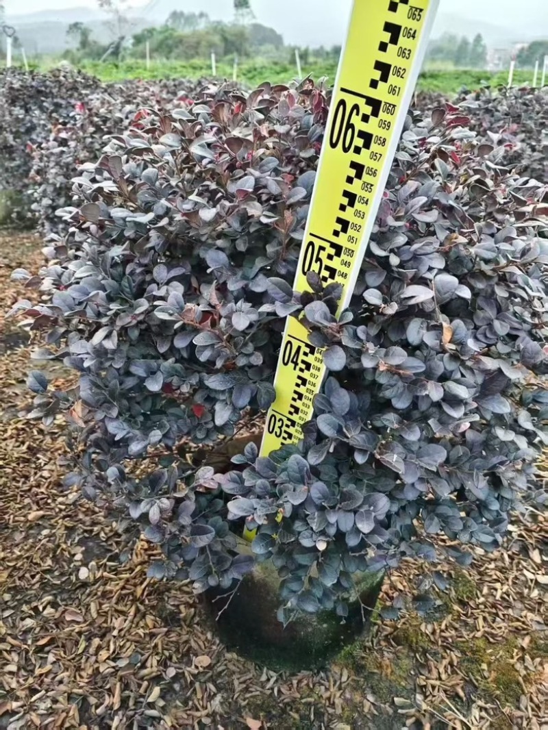红继木大量低价清场