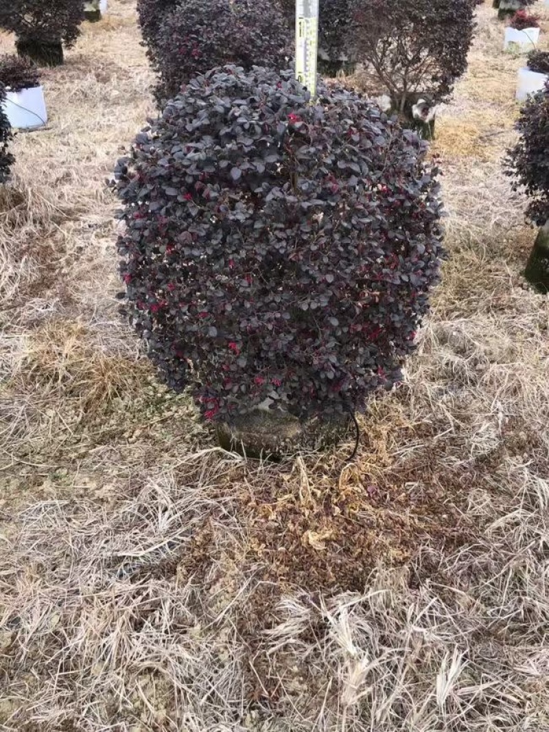 红继木大量低价清场