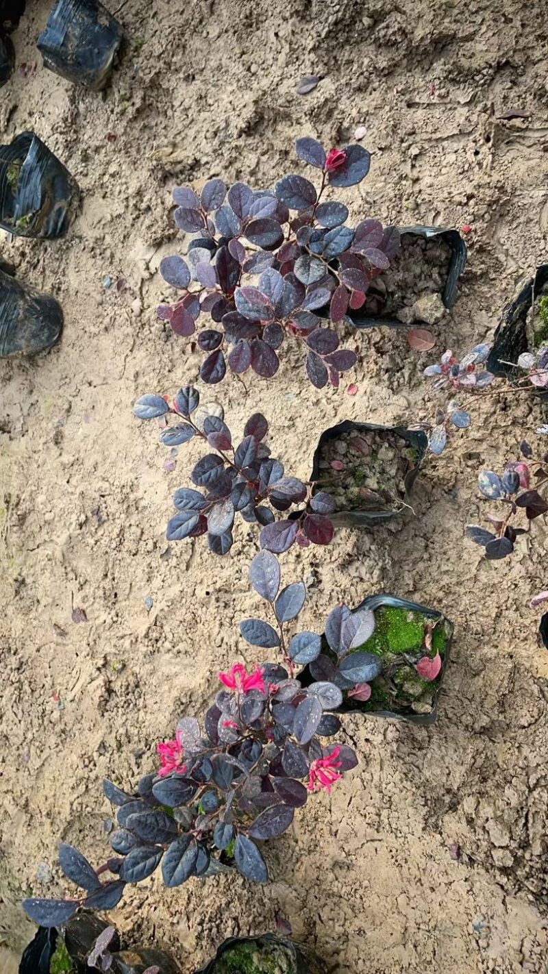 红继木大量低价清场
