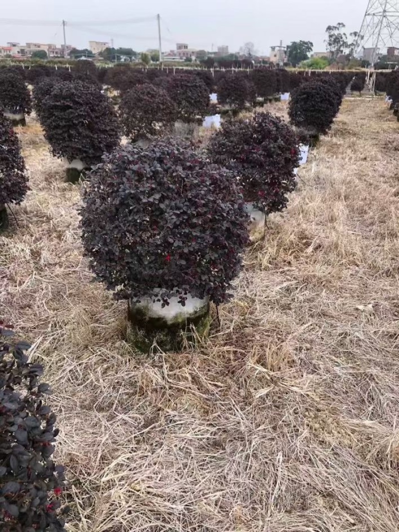红继木大量低价清场