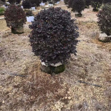 红继木大量低价清场