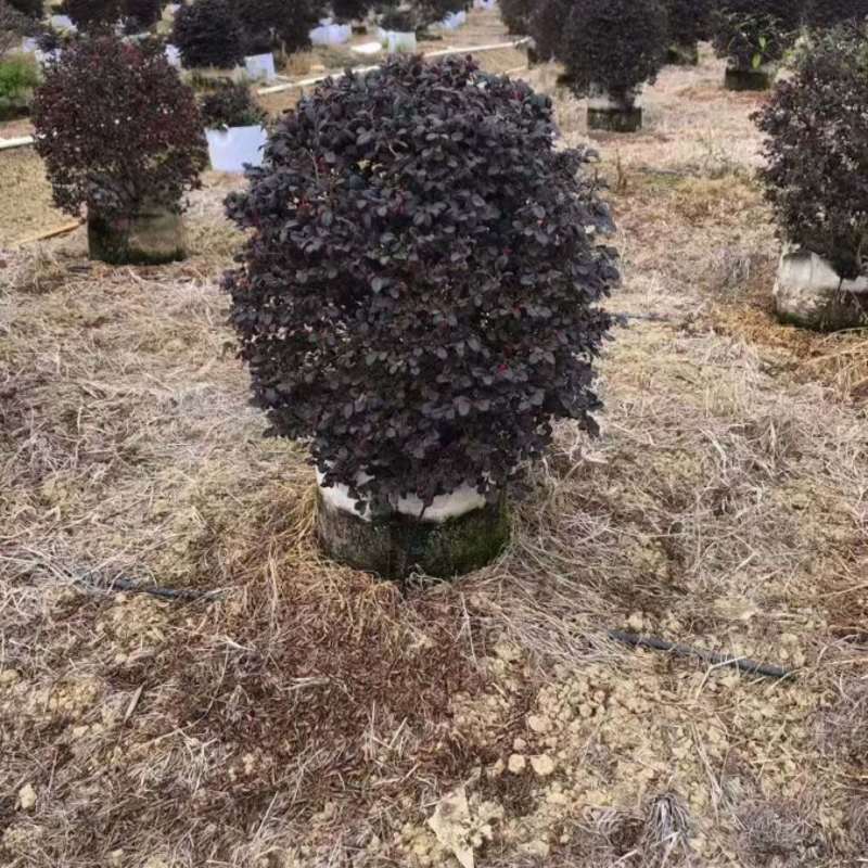 红继木大量低价清场