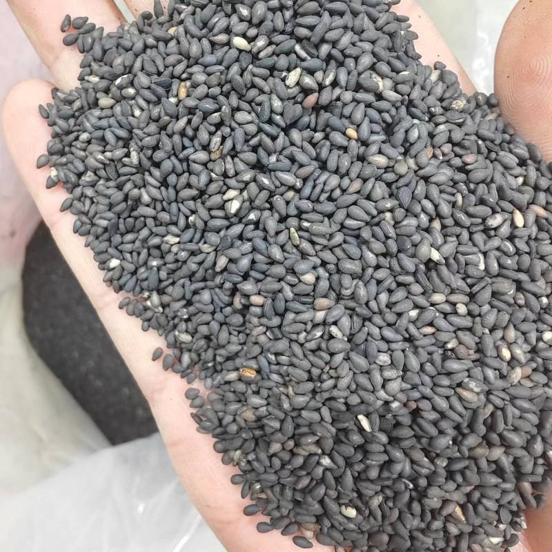 黑芝麻