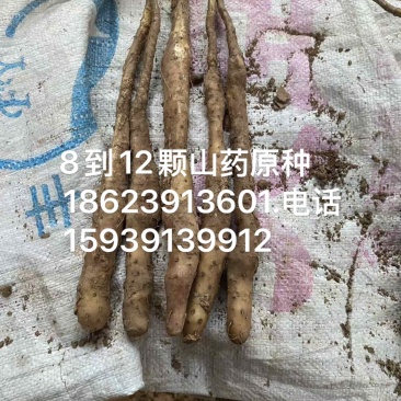 山药原种