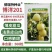 正宗博洋201甜瓜种子德瑞特甜瓜种籽早熟薄皮白肉高产20