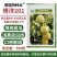 正宗博洋201甜瓜种子德瑞特甜瓜种籽早熟薄皮白肉高产20