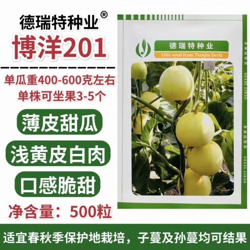正宗博洋201甜瓜种子德瑞特甜瓜种籽早熟薄皮白肉高产20