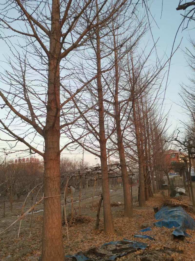 银杏树莱阳电议价格