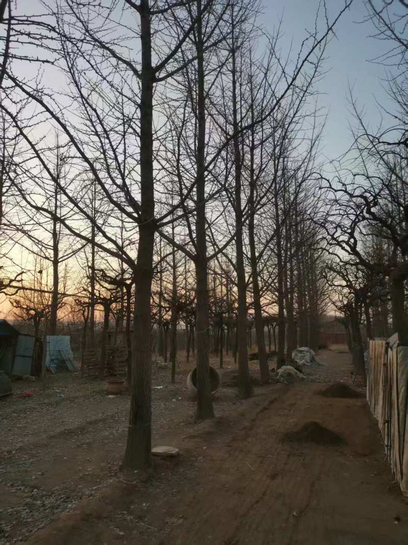 银杏树莱阳电议价格