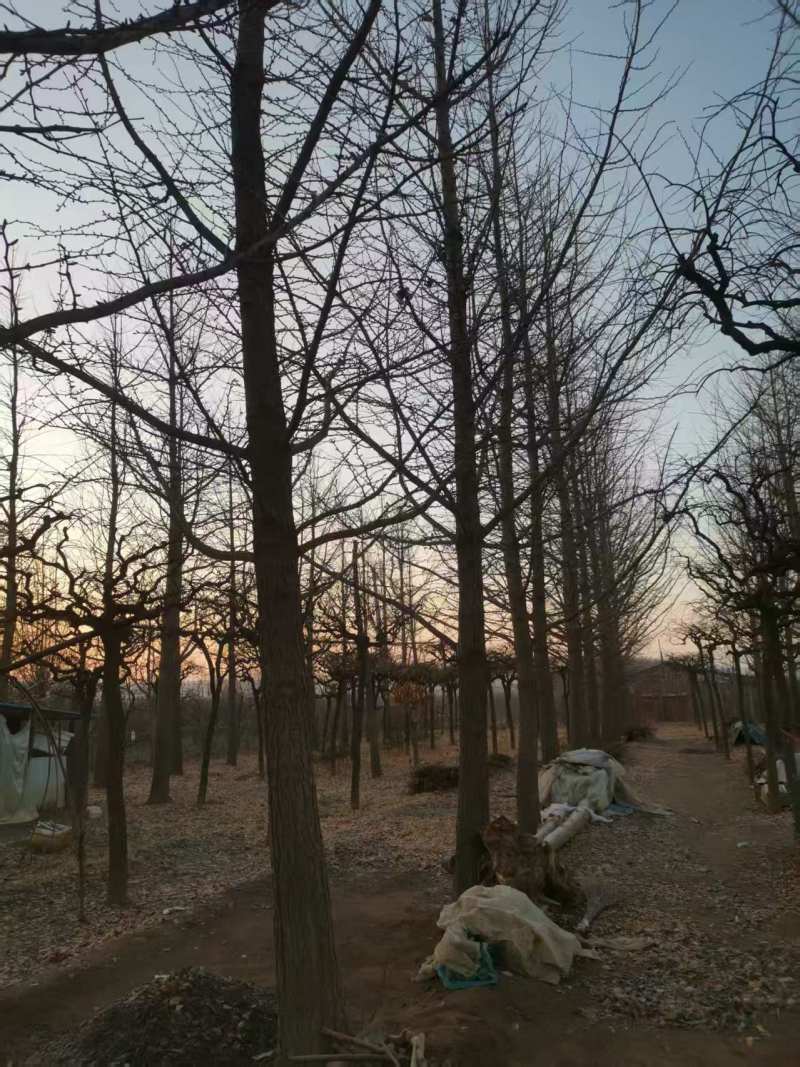银杏树莱阳电议价格