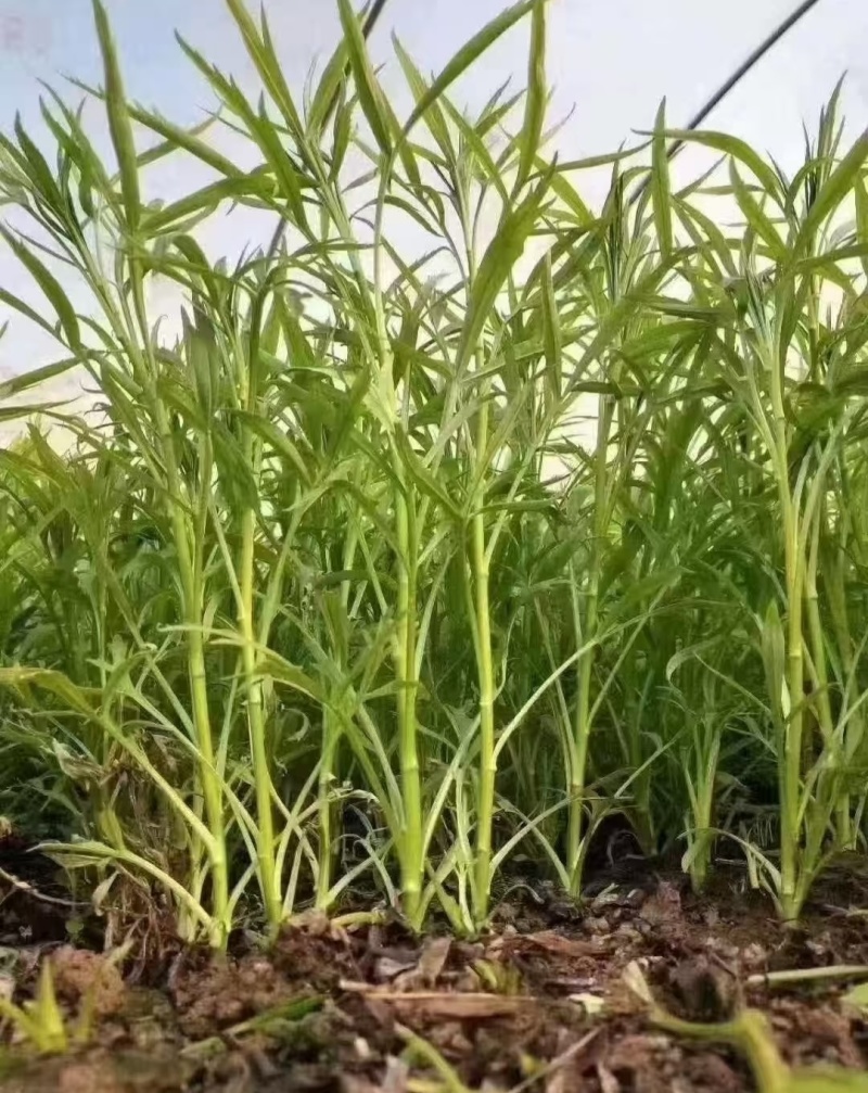 毛蒿宿迁基地直发，规格齐全，量大从优，对接市场批发商