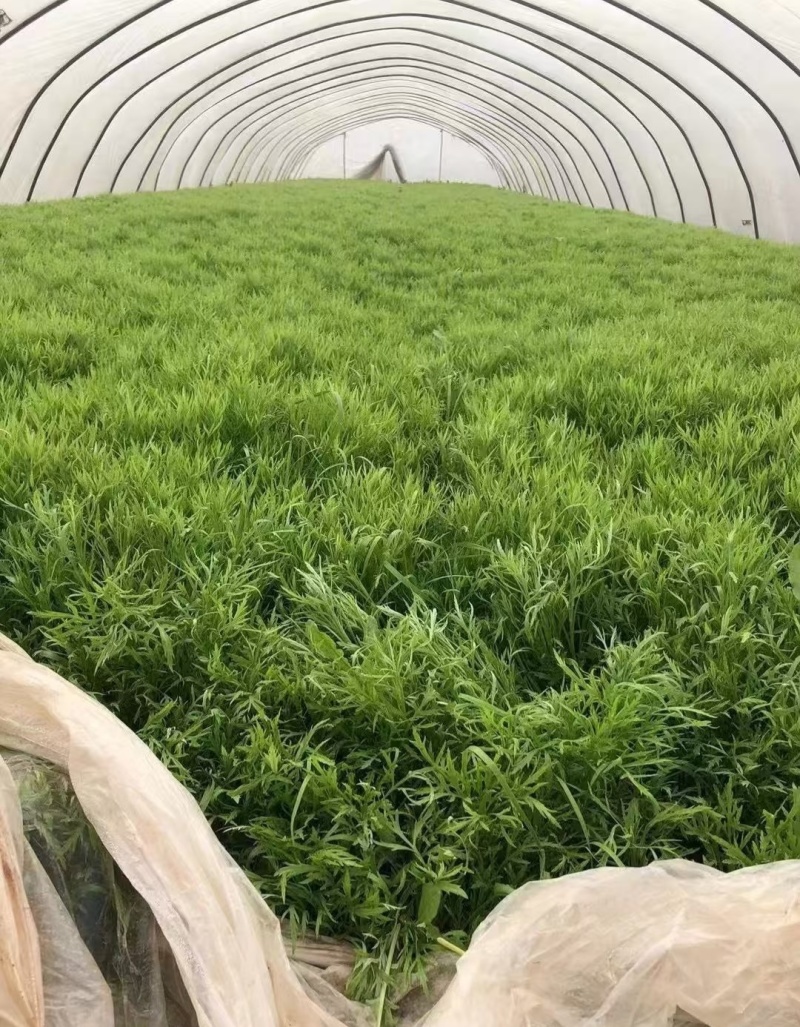 毛蒿宿迁基地直发，规格齐全，量大从优，对接市场批发商