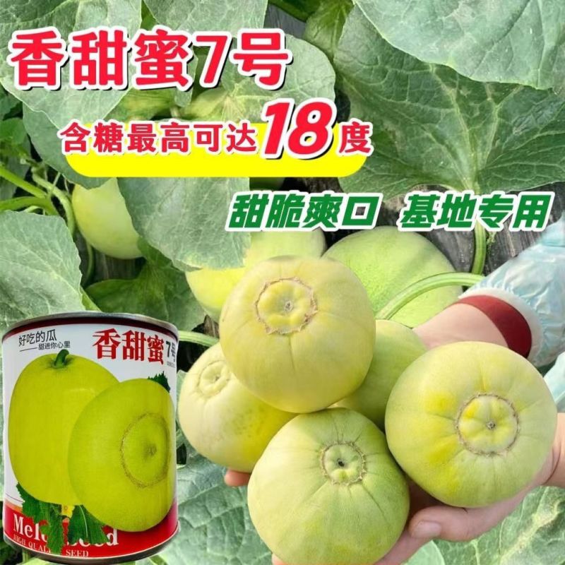 香甜蜜7号甜瓜种子早熟甜脆薄皮浓香圆球型甜瓜种籽高糖香瓜