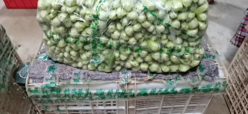 山东曹县万亩叶菜产地常年供应市场电商上海青小油菜。