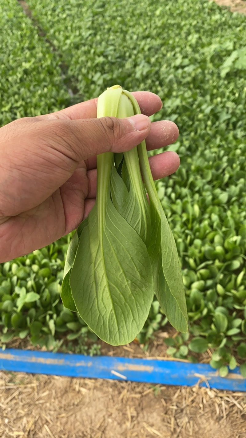 山东曹县万亩叶菜产地常年供应市场电商上海青小油菜。