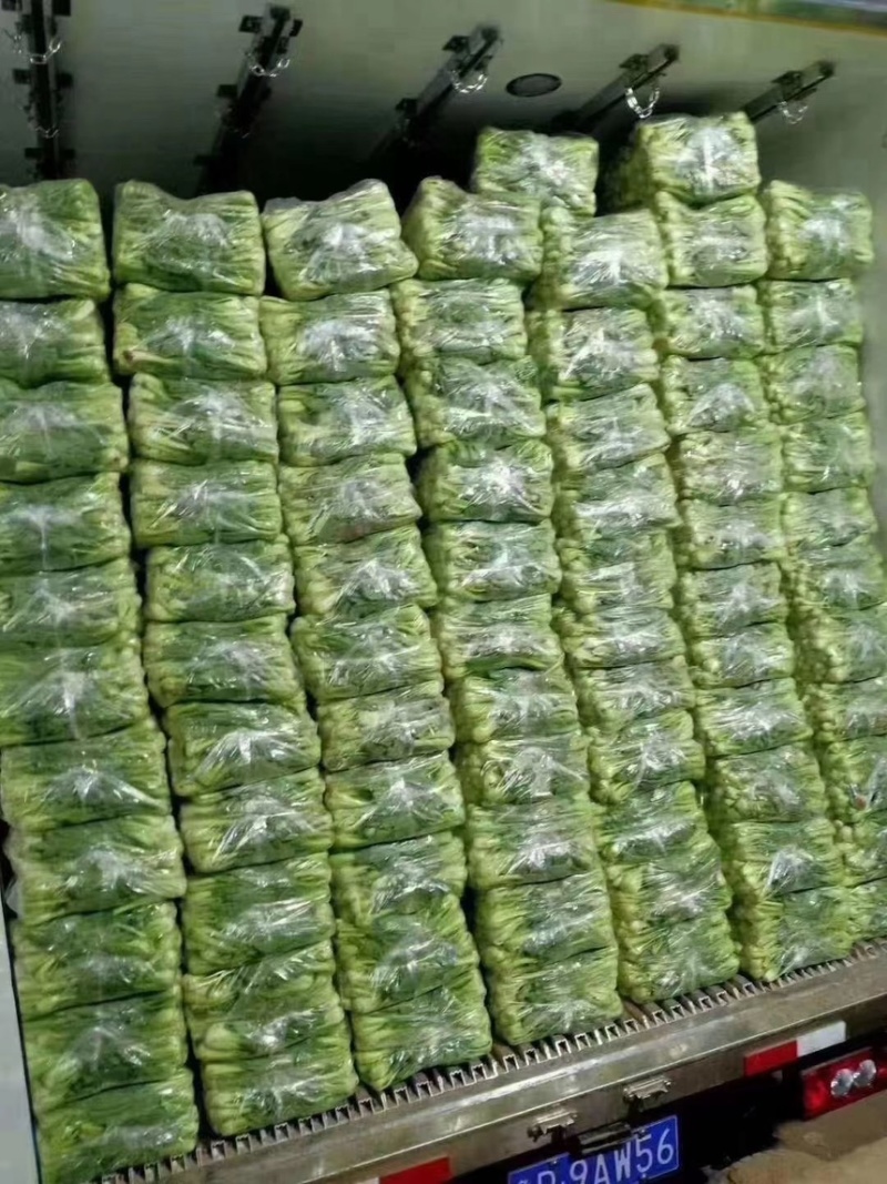 山东曹县万亩叶菜产地常年供应市场电商上海青小油菜。